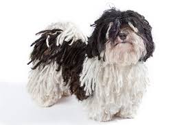 We did not find results for: Havanese Dog Breed Information