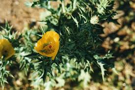 Image result for Argemone mexicana