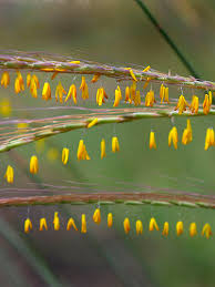 Image result for Trachypogon