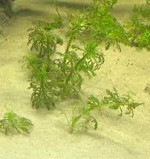 Image result for Limnophila