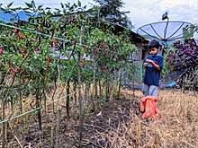 These recipes rely on ingredients such as salt, mineral oil, or garlic. Pekarangan Wikipedia