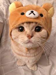 11 11 U Tvitteri Https T Co Gvnoacugfw Tvitter In 2020 Cute Cat Gif Cute Cats And Kittens Cute Cats