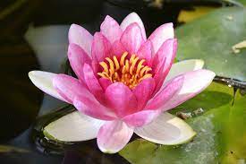 Find flowers water pictures and flowers water photos on desktop nexus. Lotus Garden Pond Free Photo On Pixabay