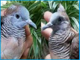 Ciri ciri burung perkutut bangkok jantan dan betina sangat mudah. Wow 15 Gambar Burung Perkutut Jantan Gani Gambar