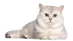 British Shorthair Cat Breed Profile | Petfinder