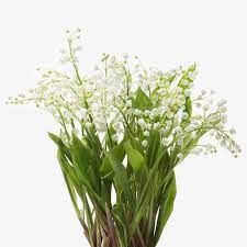 The fruit is a red berry. Bridal White Lily Of The Valley Flowers Flowerbx