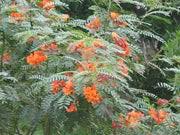 Image result for Sesbania brevipedunculata