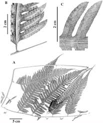 We did not find results for: A Monograph Of The Fern Genus Pteridrys Pteridryaceae