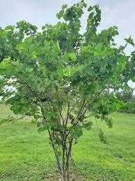 Image result for Bauhinia macrantha