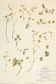 Image result for Ranunculus multifidus