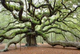 Check spelling or type a new query. Awe Inspiring Trees 6 Angel Oak Charleston Sc Koshersamurai