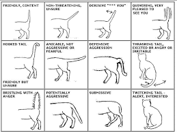 When you see this, end your interaction with your cat and ensure that your cat's environment is free of stressors. Understanding Your Cat S Body Language The Tail Life With Cerebellar Hypoplasia Cats