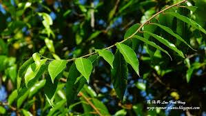 Image result for Shirakiopsis