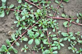 Image result for Portulaca oleracea