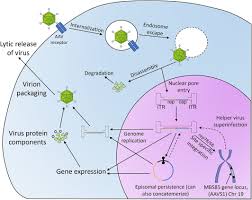 Image result for Blue 1999 AAV