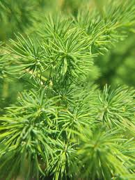 Image result for Asparagus macowanii