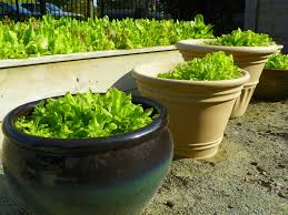Liquids should not be allowed to freeze. Take The Year Round Gardening Challenge North Carolina Cooperative Extension