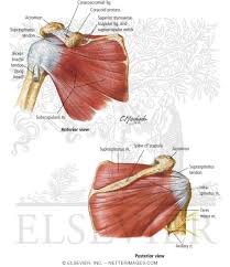 Human anatomy diagrams show internal organs, cells, systems, conditions, symptoms and sickness information and/or tips for healthy living. Muscles Of Rotator Cuff