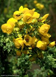 Buddleia, buxus, cotoneaster, daphne, forsythia, fothergilla, hibiscus (rose of. Texas Native Plants Database