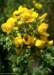 A good screening tree, the eastern red cedar (evergreen) is good in areas from austin to east texas. Texas Native Plants Database