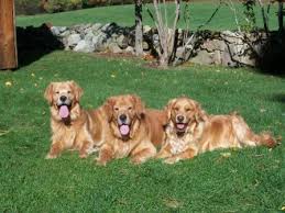 The new jersey golden retriever breeders and businesses involved in these puppy mills look upon these animals as trade and commodities other than beautiful living creatures that need love and care. Golden B Bear Kennels Golden Retrievers Plymouth New Hampshire