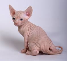 Sphynx Kittens 20 Pictures Sphynx Cat Sphynx Kittens