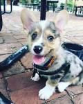 Why is it a dangerous practice? – Blue Merle Pembroke ...
