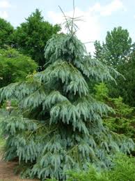 Check spelling or type a new query. Picea Engelmannii Bush 039 S Lace Bush 039 S Lace Engelmann Spruce Conifer Trinomial American Conifer Society