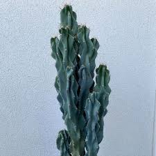 Hij oogt heel erg stoer en is een welkome trendy decoratie. Montrose Apple Cactus Cereus Peruvianus Monstrose Miami Desertscapes Local Cacti And Succulents Plants Delivery Miami Florida