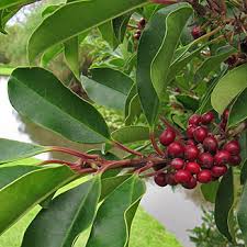 Image result for Ilex mitis