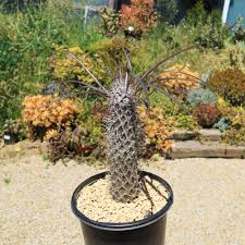 Image result for Pachypodium