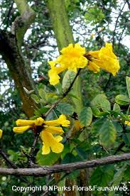 Image result for Handroanthus chrysotrichus