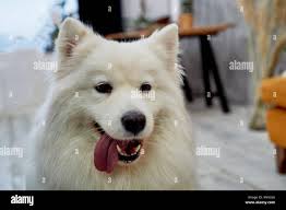 The breed is Samoyed. North rock white. Dog breed Stock Photo