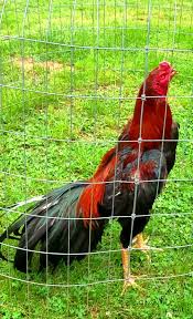 Pin De A Sv Em Fighter Aseel Galos Indios Galo Animais