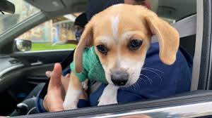 We did not find results for: Free Pet Vaccine Microchip Clinic Draws Hundreds Of Pet Owners In Sacramento Abc10 Com