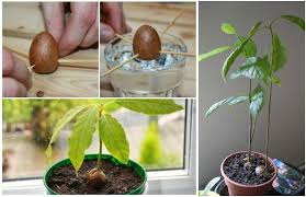 Check it every few weeks to make sure it's still moist, and check for growth. How To Grow Avocado Tree From Seed