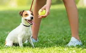 We did not find results for: How To Stop Your Dogs Bad Behavior