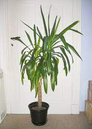 Maybe you would like to learn more about one of these? Potted Yucca Plants How To Care For A Yucca Houseplant