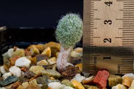 Image result for Eriospermum