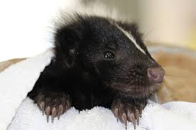 Перевод слова skunk, американское и британское произношение, транскрипция, словосочетания, примеры использования. When Skunks Run Amok