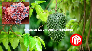 Sakit minum daun durian belanda. Khasiat Daun Durian Belanda Mampu Melawan Penyakit K Nser Majalah Perdana