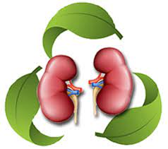Home Remedies For Kidney Health Herbal Remedies