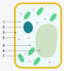Parenchyma, collenchyma, and sclerenchyma cells. Plant Cell Vs Animal Cell Simple Png Download Simple Plant Cell Unlabeled Transparent Png Transparent Png Image Pngitem