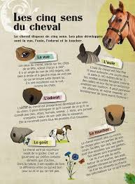 Une Collection De Livres Sur L Equitation Audrey Gessat Illustratrice Cheval Galop Equitation Dressage Cheval