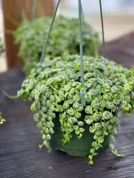 Image result for Tragia prostrata