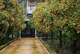 If the tree is too large to do it yourself, there are professionals who transplant nearly every size. When To Transplant Orange Trees Ehow Fruit Trees Backyard Citrus Trees Citrus Tree Garden