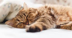 The fur they swallow can't be digested and often ends up if your cat is vomiting foam, it's likely to be bile. Why Is Your Senior Cat Throwing Up 3 Common Causes
