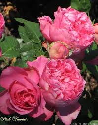 Each year, thousands of visitors come to play on the great ogeechee river, visit fort mcallister state historic park, civil war museum and campground, and to learn about the community that henry ford. 900 Roses Ideas Rose Flowers Beautiful Roses
