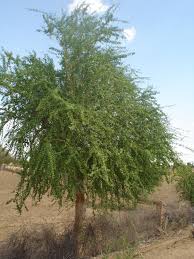 Image result for Balanites pedicellaris