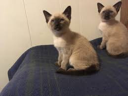 Lilac, chocolate, blue, and seal points. Seal Point Siamese Kittens For Sale Petfinder